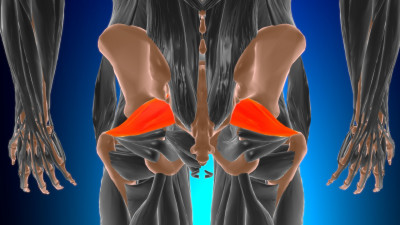 Piriformis-syndroom de heup anatomie.